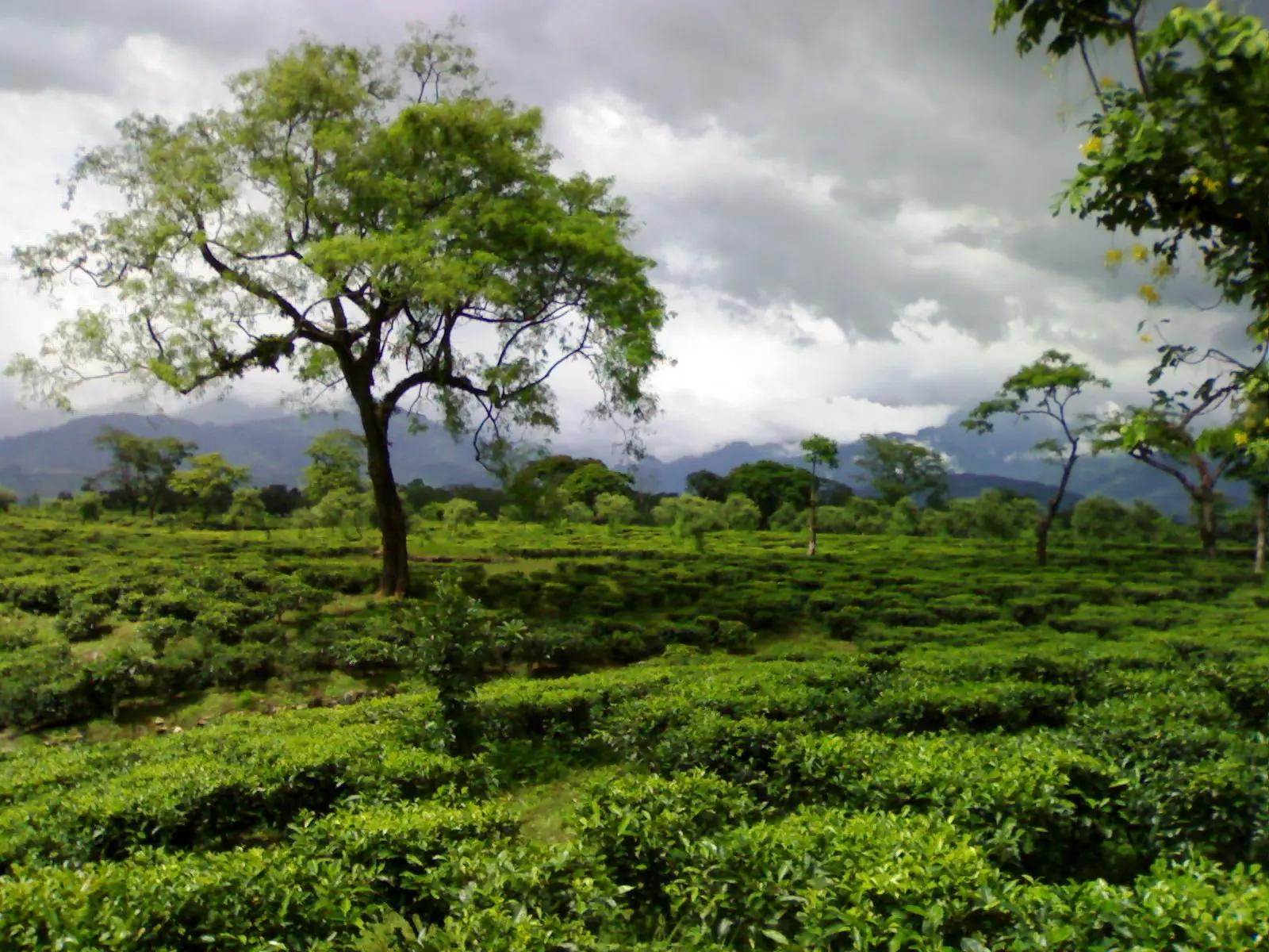 Green tea estate at Hila in the Dooars, with Himalayan foothills beyond